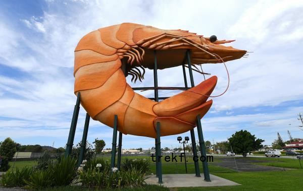 Ballina's Big Prawn