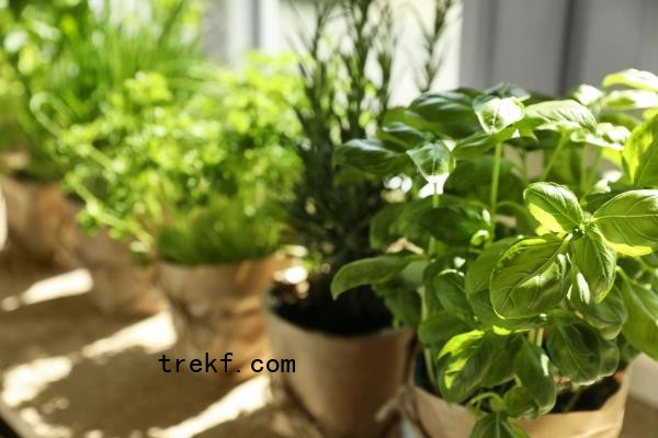 Potted herbs sit in the sun