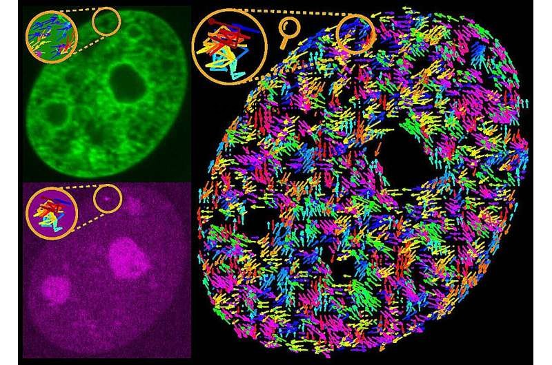 Stirred, not shaken — Scientists uncover how trans<em></em>cription drives motion within the genome