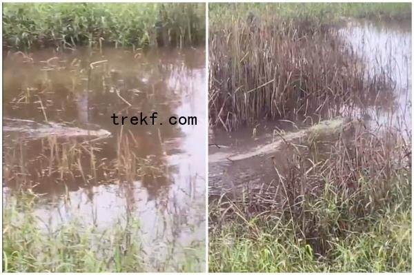 Screengrab of a viral video showing the crocodile.